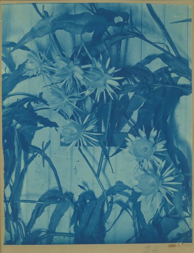 Floral Study by Louis Comfort Tiffany